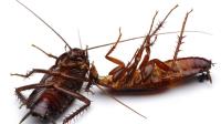 Be Pest Free Cockroach Control Adelaide image 2